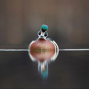 Meet your Posher, Bella